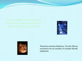 Los dos tigres con el tiempo crecieron y nunca supieron donde estaban sus padresTomaron caminos distintos. Uno de ellos se encontró con un cazador, el cazador decide adoptarlo.