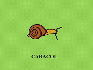 CARACOL
 