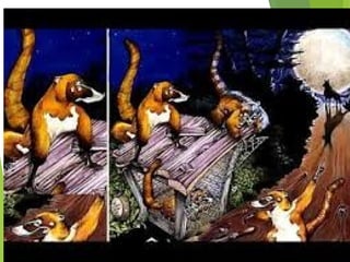 HISTORIA DE DOS CACHORROS DE
HOMBRE Y DOS CACHORROS DE COATI
 