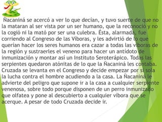 Ñacaniná se acercó a ver lo que decían, y tuvo suerte de que no
la mataran al ser vista por un ser humano, que la reconoció y no
la cogió ni la mató por ser una culebra. Ésta, alarmada, fue
corriendo al Congreso de las Víboras, y les advirtió de lo que
querían hacer los seres humanos era cazar a todas las víboras de
la región y sustraerles el veneno para hacer un antídoto de
inmunización y montar así un Instituto Seroterápico. Todas las
serpientes quedaron atónitas de lo que la Ñacaniná les contaba.
Cruzada se levanta en el Congreso y decide empezar por si sola
la lucha contra el hombre acudiendo a la casa. La Ñacaniná le
advierte del peligro que supone ir a la casa a cualquier serpiente
venenosa, sobre todo porque disponen de un perro inmunizado
que olfatea y pone al descubierto a cualquier víbora que se
acerque. A pesar de todo Cruzada decide ir. 
 