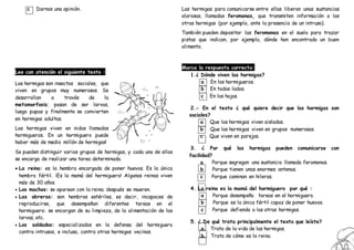 c Darnos una opinión.
Lee con atención el siguiente texto :
Las hormigas son insectos sociales, que
viven en grupos muy numerosos. Se
desarrollan a través de la
metamorfosis; pasan de ser larvas,
luego pupas y finalmente se convierten
en hormigas adultas.
Las hormigas viven en nidos llamados
hormigueros. En un hormiguero puede
haber más de medio millón de hormigas!
Se pueden distinguir varios grupos de hormigas, y cada uno de ellos
se encarga de realizar una tarea determinada.
 La reina: es la hembra encargada de poner huevos. Es la única
hembra fértil. ¡Es la mamá del hormiguero! Algunas reinas viven
más de 30 años.
 Los machos: se aparean con la reina; después se mueren.
 Las obreras: son hembras estériles, es decir, incapaces de
reproducirse, que desempeñan diferentes tareas en el
hormiguero: se encargan de su limpieza, de la alimentación de las
larvas, etc.
 Los soldados: especializados en la defensa del hormiguero
contra intrusos, e incluso, contra otras hormigas vecinas.
Las hormigas para comunicarse entre ellas liberan unas sustancias
olorosas, llamadas feromonas, que transmiten información a las
otras hormigas (por ejemplo, ante la presencia de un intruso).
También pueden depositar las feromonas en el suelo para trazar
pistas que indican, por ejemplo, dónde han encontrado un buen
alimento.
Marca la respuesta correcta:
1.¿ Dónde viven las hormigas?
a En los hormigueros.
b En todos lados.
c En las hojas.
2.- En el texto ¿ qué quiere decir que las hormigas son
sociales?
a Que las hormigas viven aisladas.
b Que las hormigas viven en grupos numerosos.
c Que viven en parejas.
3. ¿ Por qué las hormigas pueden comunicarse con
facilidad?
a Porque segregan una sustancia llamada feromonas.
b Porque tienen unas enormes antenas.
c Porque caminan en hileras.
4. La reina es la mamá del hormiguero por qué :
a Porque desempeña tareas en el hormiguero.
b Porque es la única fértil capaz de poner huevos.
c Porque defienda a las otras hormigas.
5. ¿ De qué trata principalmente el texto que leíste?
a Trata de la vida de las hormigas.
b Trata de cómo es la reina.
 