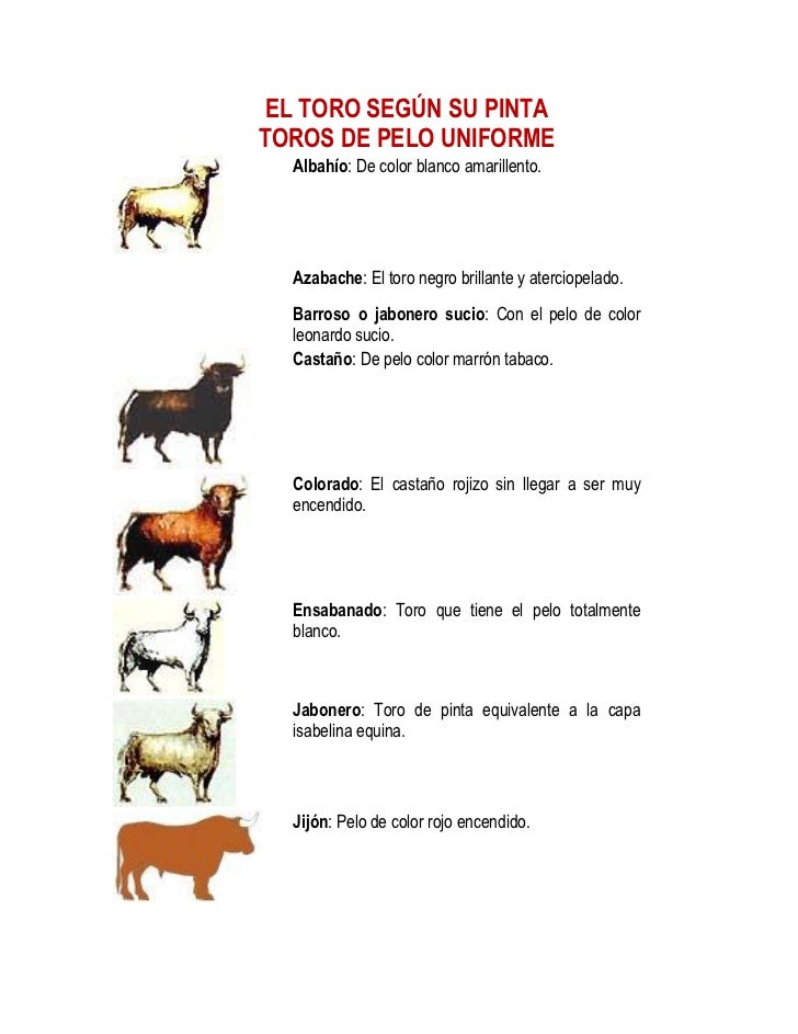 Resultado de imagen de toro rojizo