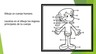 Dibuja un cuerpo humano.
Localiza en el dibujo los órganos
principales de tu cuerpo
 