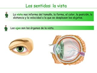 Los sentidos: la vista La  vista  nos informa del tamaño, la forma, el color, la posición, la distancia y la velocidad a la que se desplazan los objetos.  Los  ojos  son los órganos de la vista.  