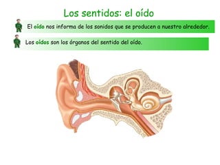 Los sentidos: el oído El  oído  nos informa de los sonidos que se producen a nuestro alrededor. Los  oídos  son los órganos del sentido del oído.  