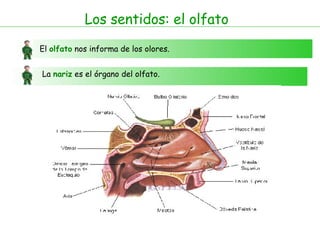 Los sentidos: el olfato El  olfato  nos informa de los olores. La  nariz  es el órgano del olfato.  