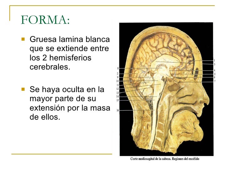 Como beber la achicoria para adelgazar