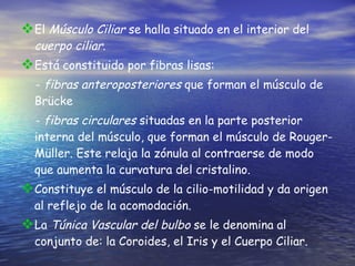 El  Músculo Ciliar  se halla situado en el interior del  cuerpo ciliar . Está constituido por fibras lisas:  -  fibras anteroposteriores  que forman el músculo de Br ü cke -  fibras circulares  situadas en la parte posterior interna del músculo, que forman el músculo de Rouger-Müller. Este relaja la zónula al contraerse de modo que aumenta la curvatura del cristalino. Constituye el músculo de la cilio-motilidad y da origen al reflejo de la acomodación. La  Túnica Vascular del bulbo  se le denomina al conjunto de: la Coroides, el Iris y el Cuerpo Ciliar. 