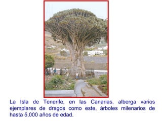 La Isla de Tenerife, en las Canarias, alberga varios ejemplares de dragos como este, árboles milenarios de hasta 5,000 años de edad. 