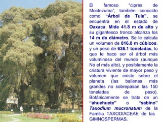 El famoso “ciprés de Moctezuma”, también conocido como  “Árbol de Tule”,  se encuentra en el estado de  Oaxaca .  Mide 41.8   m de alto  y su gigantesco tronco alcanza los  14 m de diámetro . Se le calcula un volumen de  816.8   m cúbicos , y un peso de  636.1 toneladas , lo que le hace ser el árbol más voluminoso del mundo (aunque No el más alto), y posiblemente la criatura viviente de mayor peso y volumen que existe sobre el planeta (las ballenas más grandes no sobrepasan las 150 toneladas de peso). Botánicamente se trata de un  “ahuehuete”  o  “sabino”   Taxodium mucronatum   de la Familia TAXODIACEAE de las  GIMNOSPERMAS.  