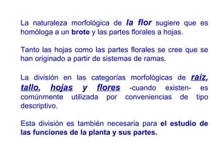La naturaleza morfológica de  la flor  sugiere que es homóloga a un  brote  y las partes florales a hojas.  Tanto las hojas como las partes florales se cree que se han originado a partir de sistemas de ramas.  La división en las categorías morfológicas de  raíz ,  tallo ,  hojas  y  flores   -cuando existen- es comúnmente utilizada por conveniencias de tipo descriptivo.  Esta división es también necesaria para  el estudio de las funciones de la planta y sus partes. 