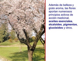 Además de belleza y grato aroma, las flores aportan numerosos principios activos de acción medicinal,  aceites esenciales ,  alcaloides ,  pigmentos ,  glucósidos  y otros. 