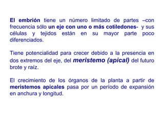 El embrión  tiene un número limitado de partes –con frecuencia sólo  un eje con uno o más cotiledones -  y sus células y tejidos están en su mayor parte poco diferenciados. Tiene potencialidad para crecer debido a la presencia en dos extremos del eje, del  meristemo (apical)   del futuro brote y raíz.  El crecimiento de los órganos de la planta a partir de  meristemos apicales  pasa por un período de expansión en anchura y longitud. 