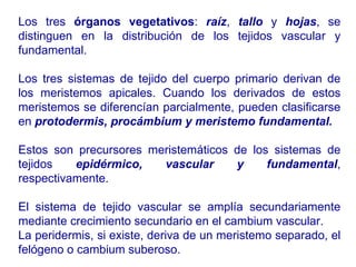 Los tres  órganos vegetativos :  raíz ,  tallo  y  hojas , se distinguen en la distribución de los tejidos vascular y fundamental. Los tres sistemas de tejido del cuerpo primario derivan de los meristemos apicales. Cuando los derivados de estos meristemos se diferencían parcialmente, pueden clasificarse en  protodermis, procámbium y meristemo fundamental. Estos son precursores meristemáticos de los sistemas de tejidos  epidérmico, vascular y fundamental , respectivamente. El sistema de tejido vascular se amplía secundariamente mediante crecimiento secundario en el cambium vascular.  La peridermis, si existe, deriva de un meristemo separado, el felógeno o cambium suberoso. 