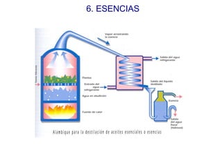 6. ESENCIAS 