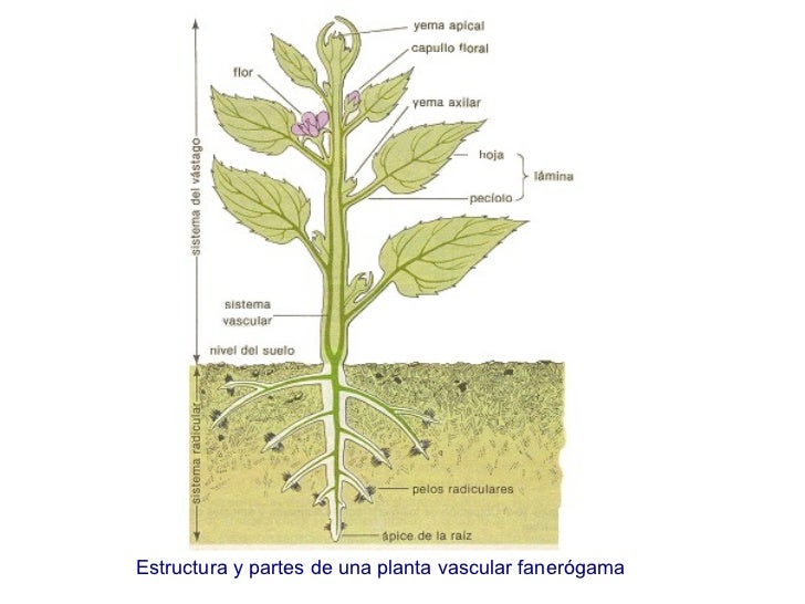 Cuerpo de la planta