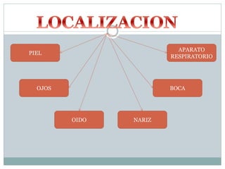 PIEL
OJOS
OIDO NARIZ
BOCA
APARATO
RESPIRATORIO
 