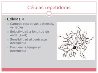 Células repetidorasCélulas KCampos receptivos extensos, variablesSelectividad a longitud de onda (azul)Sensibilidad al contraste intermediaFrecuencia temporal intermedia