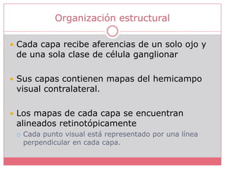 Organización estructuralCada capa recibe aferencias de un solo ojo y de una sola clase de célula ganglionarSus capas contienen mapas del hemicampo visual contralateral.Los mapas de cada capa se encuentran alineados retinotópicamenteCada punto visual está representado por una línea perpendicular en cada capa.