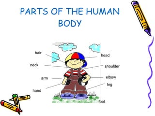 PARTS OF THE HUMAN BODY leg head neck shoulder arm hand foot elbow hair 