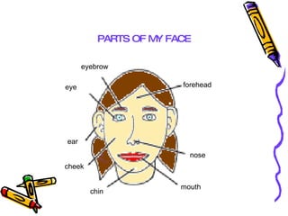 eyebrow eye forehead ear nose mouth chin cheek PARTS OF MY FACE 