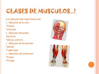 CLASES DE MUSCULOS..!Los músculos mas importantes son:Músculos de la cara:*frontal*orbicularMúsculos del pecho:*pectoral*oblicuo externoMúsculos de las piernas:*gemelo*cuádricepsMúsculos del antebrazo:*bíceps*tríceps