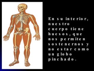 En su interior, nuestro cuerpo tiene huesos, que nos permiten sostenernos y no estar como un globo pinchado. 