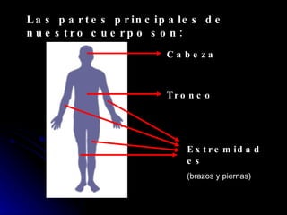 Las partes principales de nuestro cuerpo son: Cabeza Tronco Extremidades (brazos y piernas)