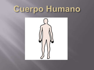 Cuerpo Humano 