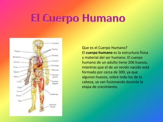 Que es el Cuerpo Humano?
El cuerpo humano es la estructura física
y material del ser humano. El cuerpo
humano de un adulto tiene 206 huesos,
mientras que el de un recién nacido está
formado por cerca de 300, ya que
algunos huesos, sobre todo los de la
cabeza, se van fusionando durante la
etapa de crecimiento.
 
