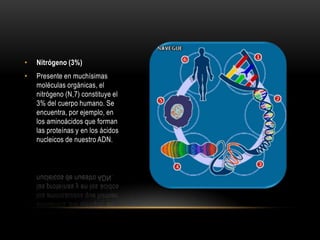 •

Nitrógeno (3%)

•

Presente en muchísimas
moléculas orgánicas, el
nitrógeno (N,7) constituye el
3% del cuerpo humano. Se
encuentra, por ejemplo, en
los aminoácidos que forman
las proteínas y en los ácidos
nucleicos de nuestro ADN.

 