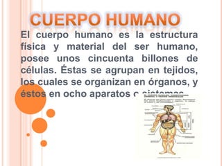 El cuerpo humano es la estructura
física y material del ser humano,
posee unos cincuenta billones de
células. Éstas se agrupan en tejidos,
los cuales se organizan en órganos, y
éstos en ocho aparatos o sistemas.

 