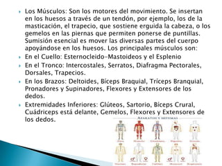 








Los Músculos: Son los motores del movimiento. Se insertan
en los huesos a través de un tendón, por ejemplo, los de la
masticación, el trapecio, que sostiene erguida la cabeza, o los
gemelos en las piernas que permiten ponerse de puntillas.
Sumisión esencial es mover las diversas partes del cuerpo
apoyándose en los huesos. Los principales músculos son:
En el Cuello: Esternocleido-Mastoideos y el Esplenio
En el Tronco: Intercostales, Serratos, Diafragma Pectorales,
Dorsales, Trapecios.
En los Brazos: Deltoides, Bíceps Braquial, Tríceps Branquial,
Pronadores y Supinadores, Flexores y Extensores de los
dedos.
Extremidades Inferiores: Glúteos, Sartorio, Bíceps Crural,
Cuádriceps está delante, Gemelos, Flexores y Extensores de
los dedos.

 