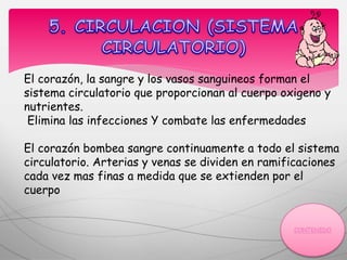 El corazón, la sangre y los vasos sanguineos forman el
sistema circulatorio que proporcionan al cuerpo oxigeno y
nutrientes.
Elimina las infecciones Y combate las enfermedades
El corazón bombea sangre continuamente a todo el sistema
circulatorio. Arterias y venas se dividen en ramificaciones
cada vez mas finas a medida que se extienden por el
cuerpo
 