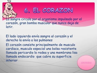 La sangre circula por el organismo impulsado por el
corazón, gran bomba muscular que nunca deja de
latir.
El lado izquierdo envía sangre al corazón y el
derecho la envía a los pulmones
El corazón consiste principalmente de musculo
cardiaco, musculo especial una bolsa resistente
llamada pericardio lo rodea y una membrana lisa
llamada endocardio que cubre su superficie
interior
 
