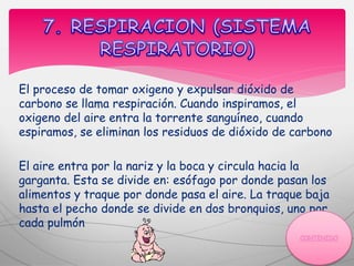 El proceso de tomar oxigeno y expulsar dióxido de
carbono se llama respiración. Cuando inspiramos, el
oxigeno del aire entra la torrente sanguíneo, cuando
espiramos, se eliminan los residuos de dióxido de carbono
El aire entra por la nariz y la boca y circula hacia la
garganta. Esta se divide en: esófago por donde pasan los
alimentos y traque por donde pasa el aire. La traque baja
hasta el pecho donde se divide en dos bronquios, uno por
cada pulmón
 