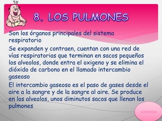 Son los órganos principales del sistema
respiratorio
Se expanden y contraen, cuentan con una red de
vías respiratorias que terminan en sacos pequeños
los alveolos, donde entra el oxigeno y se elimina el
dióxido de carbono en el llamado intercambio
gaseoso
El intercambio gaseoso es el paso de gases desde el
aire a la sangre y de la sangre al aire. Se produce
en los alveolos, unos diminutos sacos que llenan los
pulmones
 