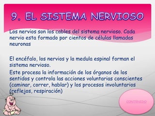 Los nervios son los cables del sistema nervioso. Cada
nervio esta formado por cientos de células llamadas
neuronas
El encéfalo, los nervios y la medula espinal forman el
sistema nervioso.
Este procesa la información de los órganos de los
sentidos y controla las acciones voluntarias conscientes
(caminar, correr, hablar) y los procesos involuntarios
(reflejos, respiración)
 