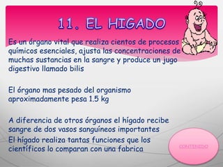 Es un órgano vital que realiza cientos de procesos
químicos esenciales, ajusta las concentraciones de
muchas sustancias en la sangre y produce un jugo
digestivo llamado bilis
El órgano mas pesado del organismo
aproximadamente pesa 1.5 kg
A diferencia de otros órganos el hígado recibe
sangre de dos vasos sanguíneos importantes
El hígado realiza tantas funciones que los
científicos lo comparan con una fabrica
 