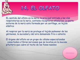 EL sentido del olfato es la nariz, la principal entrada a las vías
respiratorias es la nariz, contiene receptores olfatorios. La parte
externa de la nariz esta formada por un cartílago, un tejido
elástico
Al respirar por la nariz se protege el tejido pulmonar de los
gérmenes, la suciedad y del aire demasiado frio o caliente
El órgano del olfato es un grupo de células especializadas
conectadas a fibras nerviosas que se localiza en la mucosa
pituitaria que cubre el techo de las fosas nasales
 