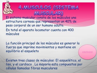El sistema muscular consta de los músculos una
estructura carnosa que representan un 40% de
peso corporal de un ser humano adulto.
En total el aparato locomotor cuenta con 400
músculos
La función principal de los músculos es generar la
fuerza que imprime movimientos y mantiene en
equilibrio el esqueleto
Existen tres clases de músculos: El esquelético, el
liso, y el cardiaco . La mayoría esta compuestos por
células llamadas fibras musculares
 