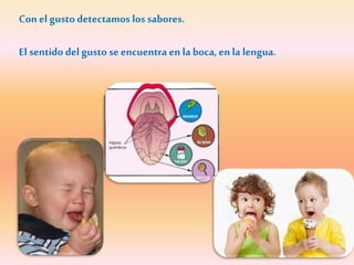 Con el gusto detectamos los sabores.
El sentido del gusto se encuentra enla boca, enla lengua.
 