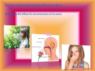 Gracias al olfato distinguimos diferentesolores.
El sentido del olfato lo encontramosenla nariz.
 