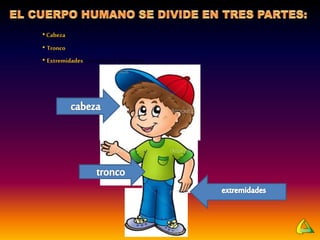 •Cabeza
• Tronco
• Extremidades (superiores e inferiores)
 