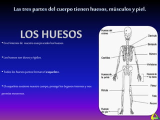 •Enel interiorde nuestro cuerpoestán los huesos.
•Los huesos son duros y rígidos.
•Todos los huesos juntos formanel esqueleto.
•El esqueleto sostiene nuestro cuerpo, protege los órganos internos y nos
permite movernos.
 