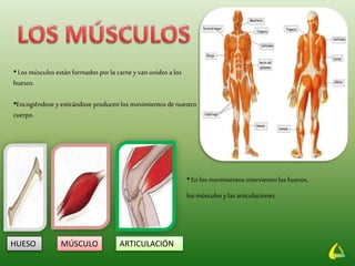 •Los músculos están formados por la carneyvan unidos a los
huesos.
•Encogiéndose y estirándose producen los movimientos de nuestro
cuerpo.
•En los movimientos intervienen los huesos,
los músculos ylas articulaciones.
HUESO MÚSCULO ARTICULACIÓN
 