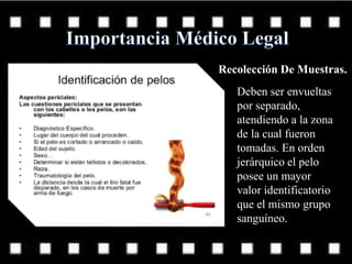 Recolección De Muestras.
Deben ser envueltas
por separado,
atendiendo a la zona
de la cual fueron
tomadas. En orden
jerárquico el pelo
posee un mayor
valor identificatorio
que el mismo grupo
sanguíneo.
 