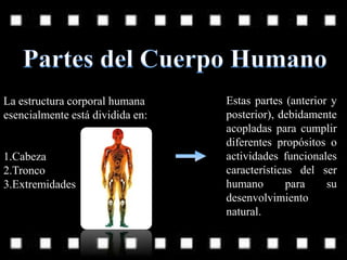 La estructura corporal humana
esencialmente está dividida en:
1.Cabeza
2.Tronco
3.Extremidades
Estas partes (anterior y
posterior), debidamente
acopladas para cumplir
diferentes propósitos o
actividades funcionales
características del ser
humano para su
desenvolvimiento
natural.
 