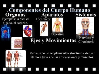 Órganos Aparatos Sistemas
Ejemplos: la piel, el
hígado, el corazón.
Locomotor
Digestivo
Nervioso y
CirculatorioEjes y Movimientos
Mecanismo de acoplamiento estructural externo e
interno a través de las articulaciones y músculos
 