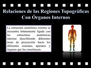 La estructura anatómica externa se
encuentra íntimamente ligada con
las estructuras anatómicas
internas describiendo diferentes
áreas de proyección hacia los
diferentes sistemas, aparatos y
órganos que las constituyen.
 
